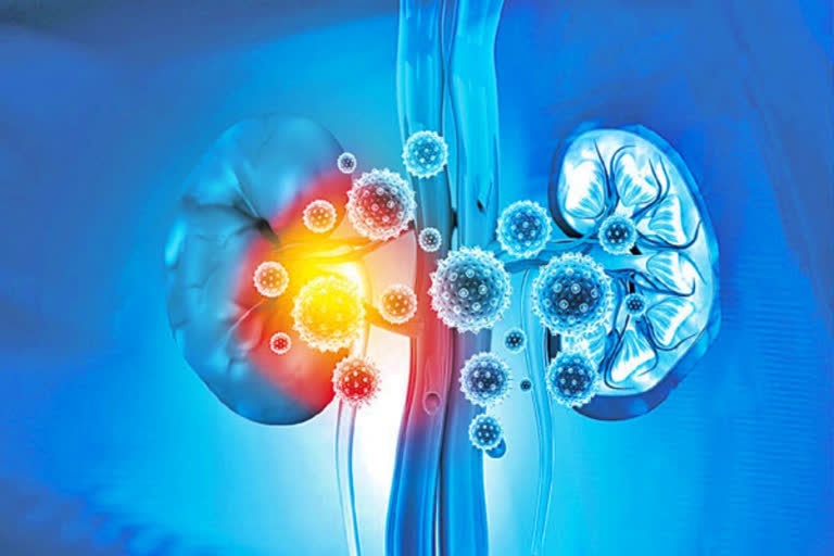 corona effect on kidneys