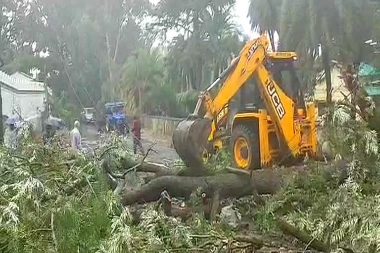 तौकते तूफान के कारणपेड़ हुए धराशायी, Smashed trees due to tauktae storm