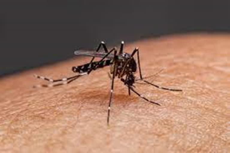 dengue-and-malaria