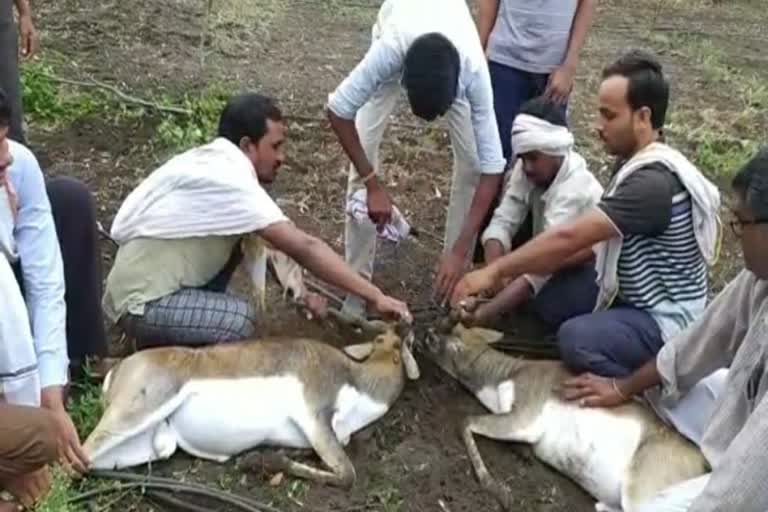 Antelope Survive Khandala Wildlife Department