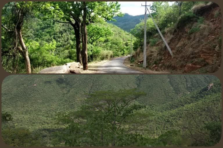 Green in the forest of Chamarajanaga