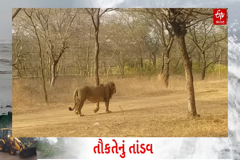 વાવાઝોડાના કારણે ગીરના 18 સિંહ ગુમ થયાના સમાચારનું વનવિભાગે કર્યું ખંડન