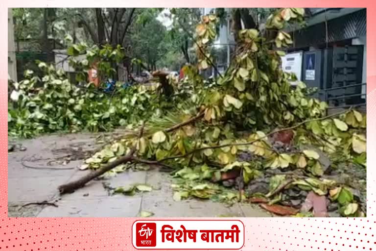 Trees fell on the streets in Mumbai on second day after tauktae cyclone