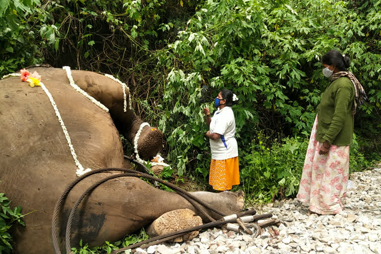 Sakleshpur Train collision kills one elephant news