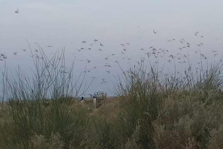 जैसलमेर न्यूज, जैसलमेर में टिड्डी हमला, Locust attack in Jaisalmer