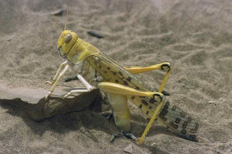 Desert Locusts