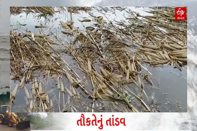 બાલાસિનોરમાં તૌકતે વાવાઝોડાના કારણે બાજરીના પાકમાં ખેડૂતોને નુકસાન