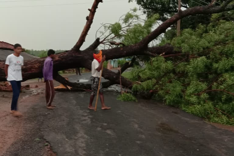 Many trees fell due to thunderstorm in Koriya