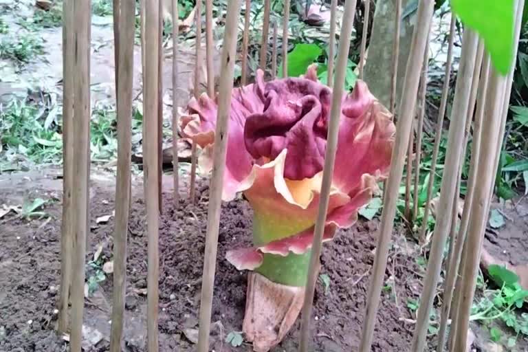 unknown flower at kharupetia