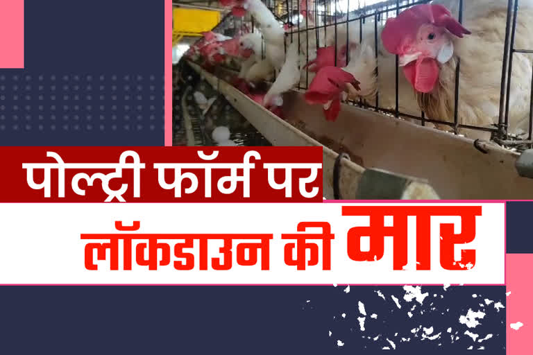 अजमेर पोल्ट्री फॉर्म, Ajmer Poultry Form