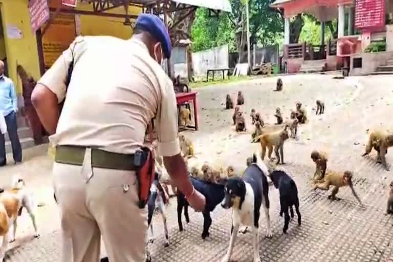 Distribution of food to animal at Mahamaya temple by subdivision police officer