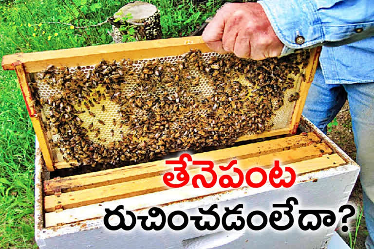 honey bee cultivation, honey bee breeding