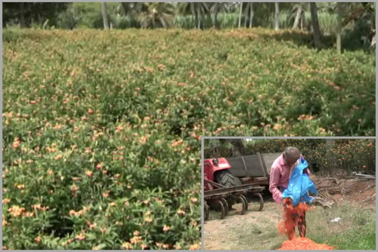 covid lock down effects on mandya farmers