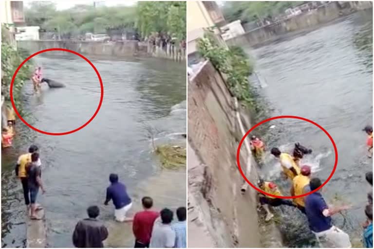 Udaipur Hindi News, Udaipur horse viral video