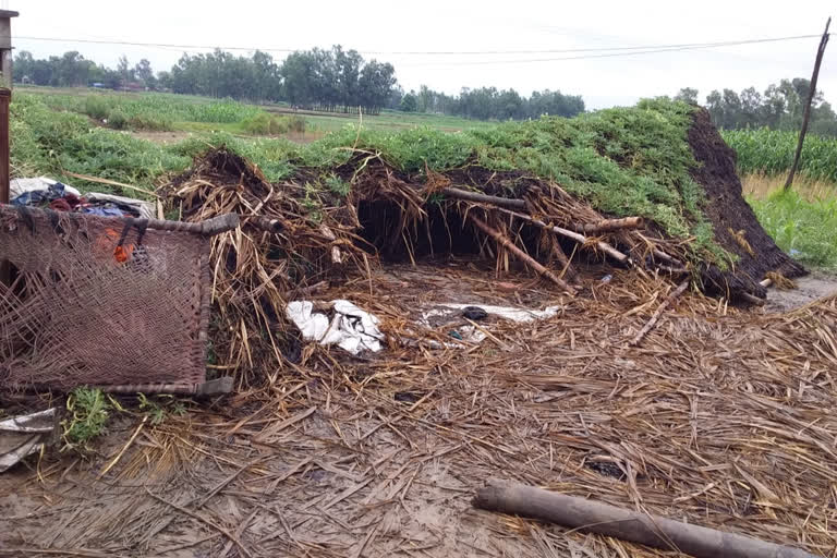 young man died after being buried under thatch