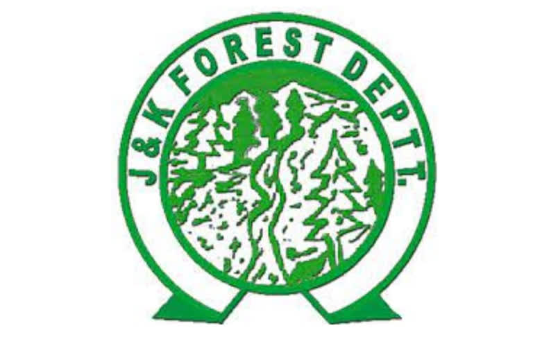 Department of Forest