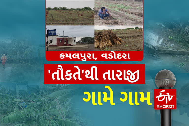 વડોદરા જિલ્લામાં તૌકતે વાવાઝોડાની અસર વર્તાઈ: કમલપુરા ગામે ઉનાળુ પાકમાં નુકસાન થતાં ખેડૂતોએ વળતરની માગ કરી