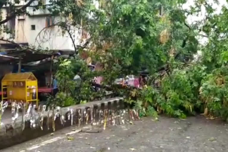 Uprooted trees in many places