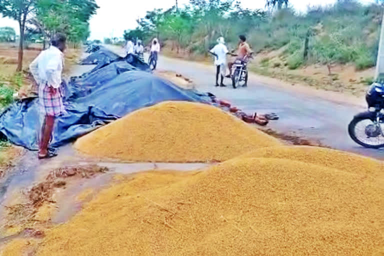 Grain damaged by premature rains in Siddipet district