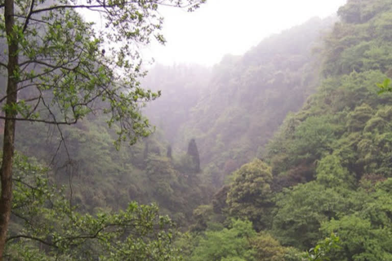 'Forests as big as France have grown back since 2000'