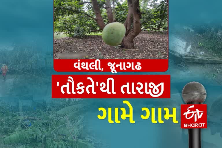 વંથલી પંથકના આંબાવાડીઓમાં વાવાઝોડાએ વિનાશ વેર્યો