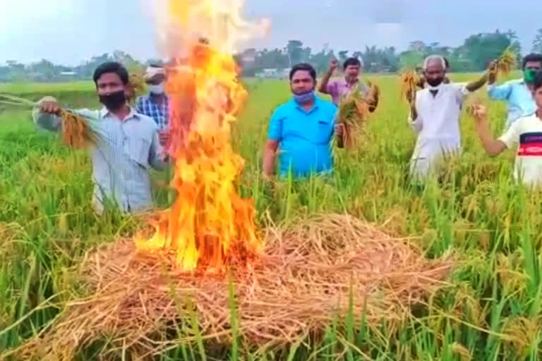 kalgachia_fire_in_paddy_field