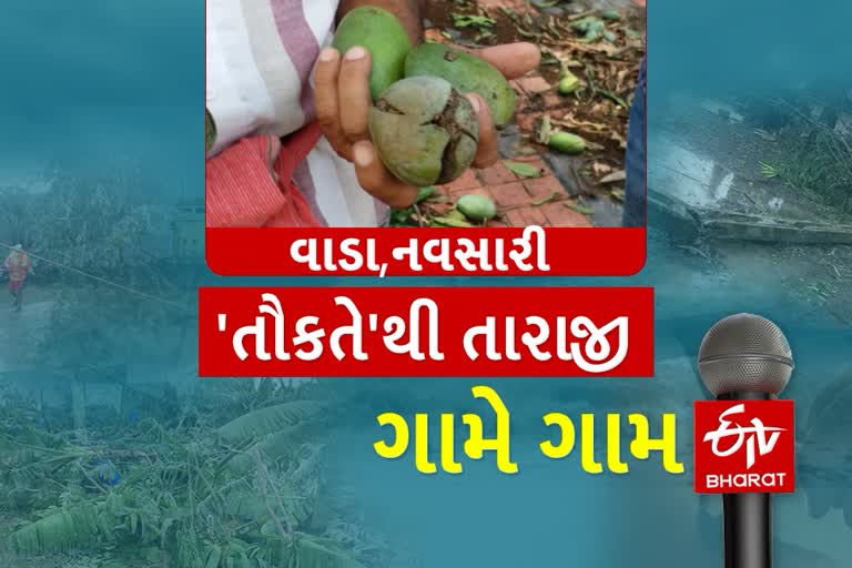 નવસારીમાં તૌકતે વાવાઝોડાથી ફળોના રાજા કેરીનું થયું મોટા પ્રમાણમાં નુકસાન