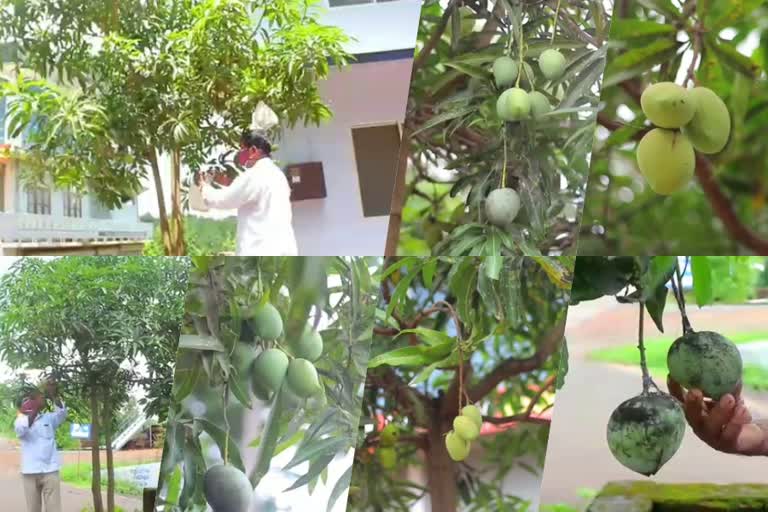 variety mango story  ഏഴ് ഇനം മാങ്ങകളുമായി ഒരു മാവ്  തളിപ്പറമ്പ്  A flour with seven varieties of mangoes  kannur news  കണ്ണൂvariety mango story  ഏഴ് ഇനം മാങ്ങകളുമായി ഒരു മാവ്  തളിപ്പറമ്പ്  A flour with seven varieties of mangoes  kannur news  കണ്ണൂർ വാർത്തകൾ  ർ വാർത്തകൾ