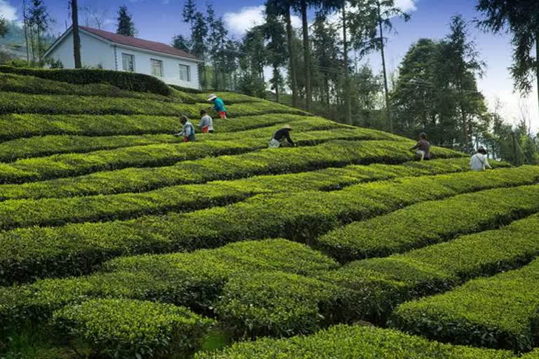 May 21 marks International Tea Day