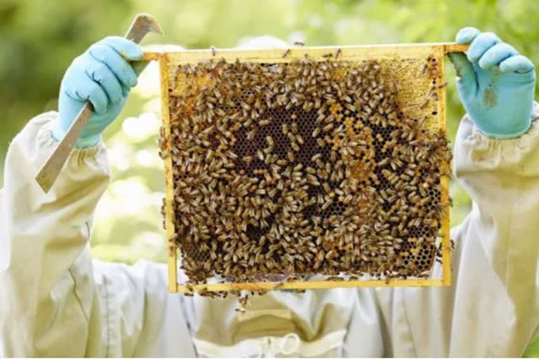 beekeeping-is-useful-for-eco-environment