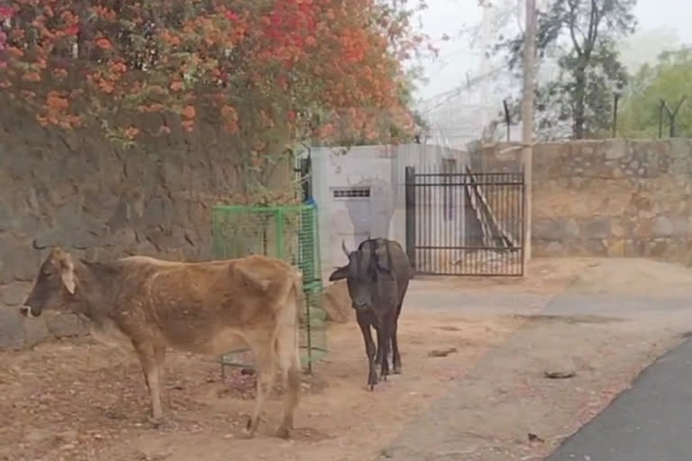 Stray animals forced to wander in lockdown in delhi