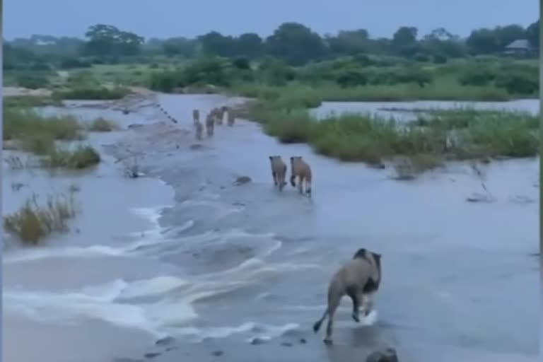 गीर