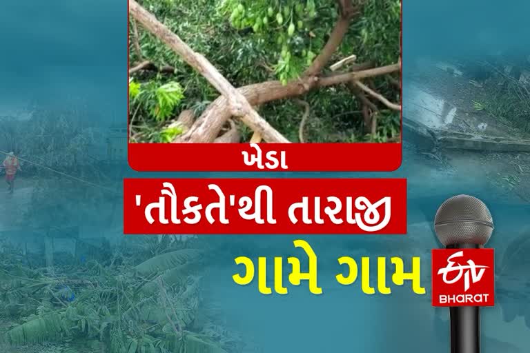 ખેડા જિલ્લામાં તૌકતેએ કર્યું પાકને વ્યાપક નુકસાન