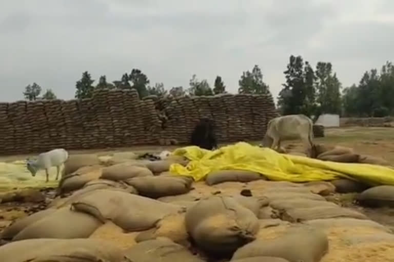 Cattle are eating paddy at the Paddy Procurement Center of balrampur