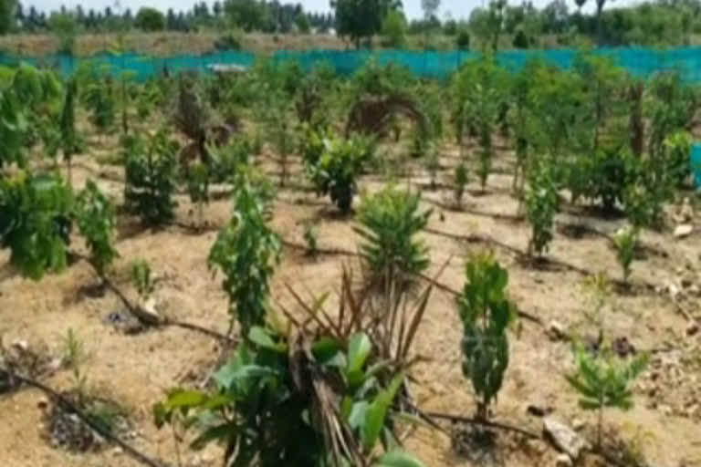 TN villagers adopt Japanese method in creating mini-forest