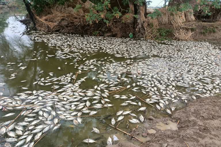 Fishes dying suddenly in the pond