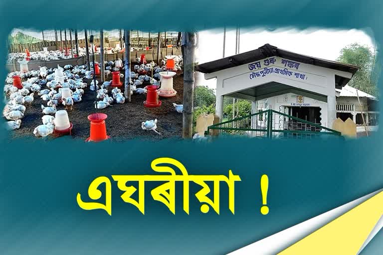 ব্ৰইলাৰ মুৰ্গী পালন কৰি শংকৰদেৱ সংঘৰ পৰা বঞ্চিত এটা পৰিয়াল