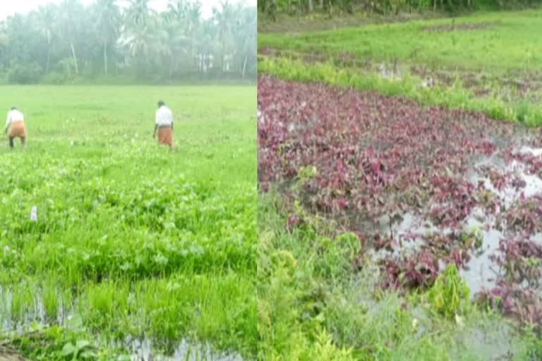 agriculture  കാറ്റിലും മഴയിലും കൃഷിനാശം  കൃഷിനാശം  കൃഷിനാശം കാസര്‍കോട്  crops damage  kasargod  rain and wind  rain and wind crops damage