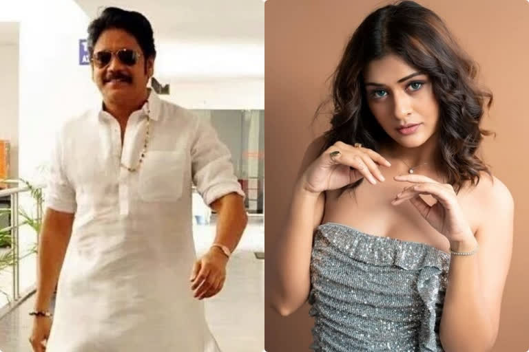 Payal Rajput's item song in Nagarjuna's Bangarraju?