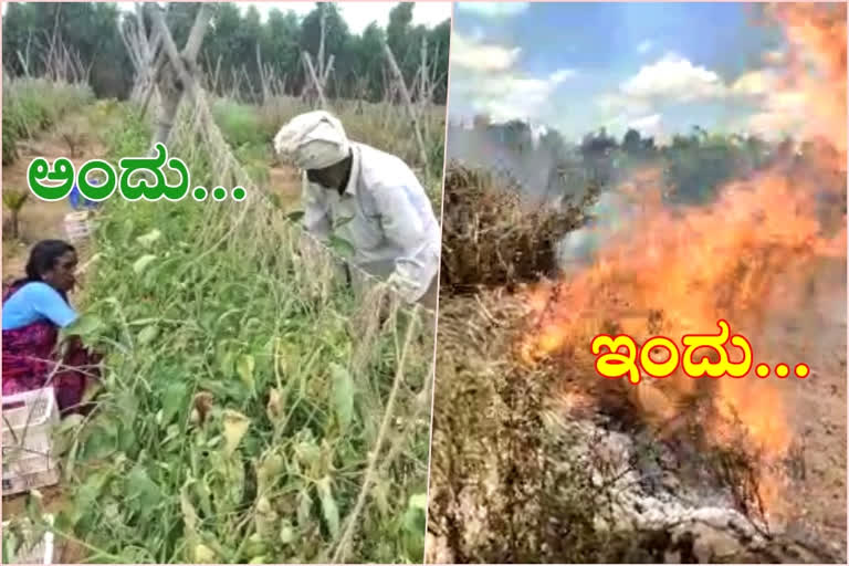 ಸೂಕ್ತ ಬೆಲೆಯಿಲ್ಲದೆ ಟೊಮ್ಯಾಟೊ ಬೆಳೆಗೆ ಬೆಂಕಿ ಹಚ್ಚಿದ ರೈತ  Farmer set fire to tomato crop  fire to tomato crop  ಟೊಮ್ಯಾಟೊ ಬೆಳೆಗೆ ಬೆಂಕಿ ಹಚ್ಚಿದ ರೈತ  ನೆಲಮಂಗಲ ಸಮೀಪದ ಖಾಜಿಪಾಳ್ಯ  ಪಾತಾಳಕ್ಕೆ ಕುಸಿದ ಬೆಲೆ,  10 ಎಕರೆಯುಲ್ಲಿನ ಟೊಮೆಟೊ ಬೆಳೆಗೆ ಬೆಂಕಿ ಹಚ್ಚಿದ ರೈತ,