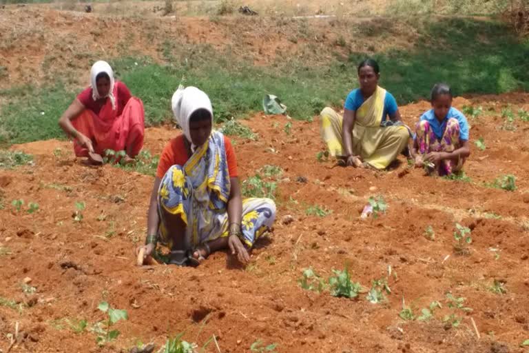 koppala villagers staying in their fields to avoid corona