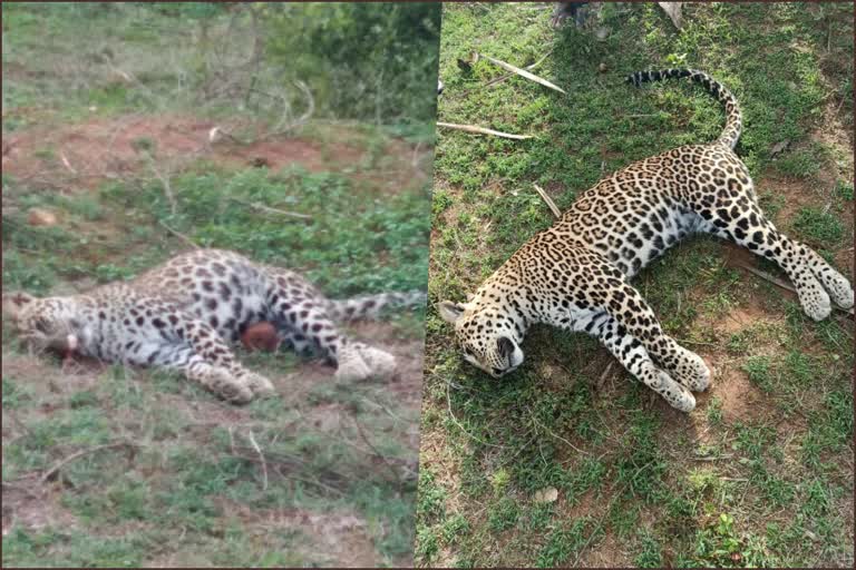 three leopard found dead in Mysore