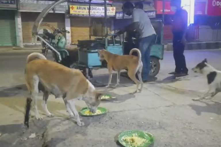 feed-stray-dogs