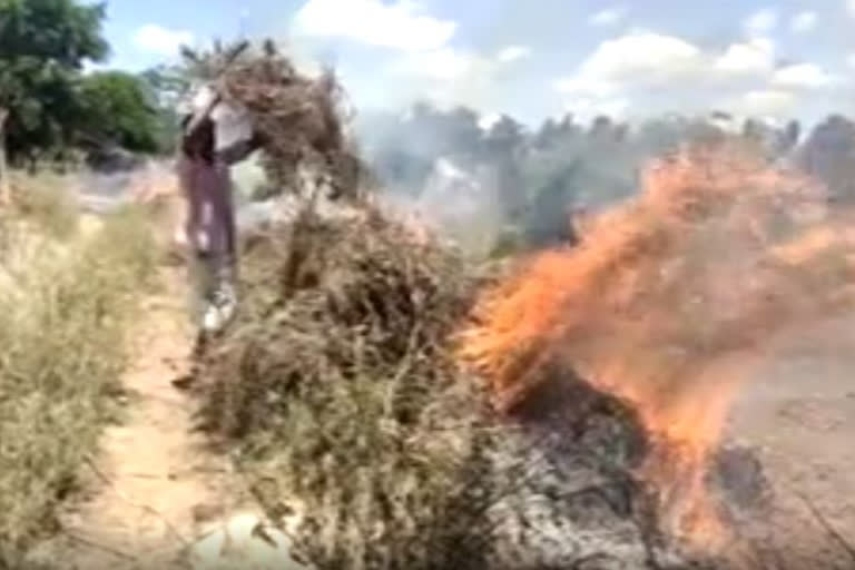 Farmer fire to tomato crop