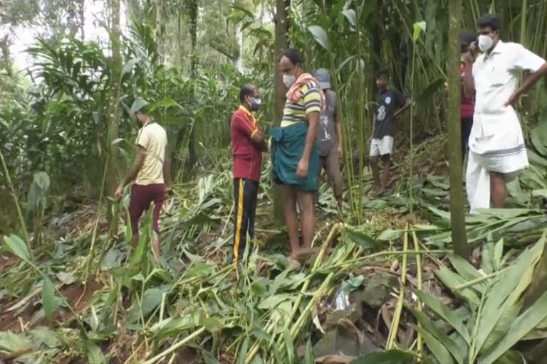 ഇടുക്കിയിൽ വീണ്ടും കാട്ടാന ശല്യം  കാട്ടാന ശല്യം  ഉടുമ്പൻചോലയിൽ കാട്ടാന ശല്യം  കാട്ടാന ശല്യം വീണ്ടും  18 acres of crops destroyed by wild elephant in idukki  Wild elephant destroyed fields  wild elephant makes problems in Idukki again  udumbanchola news