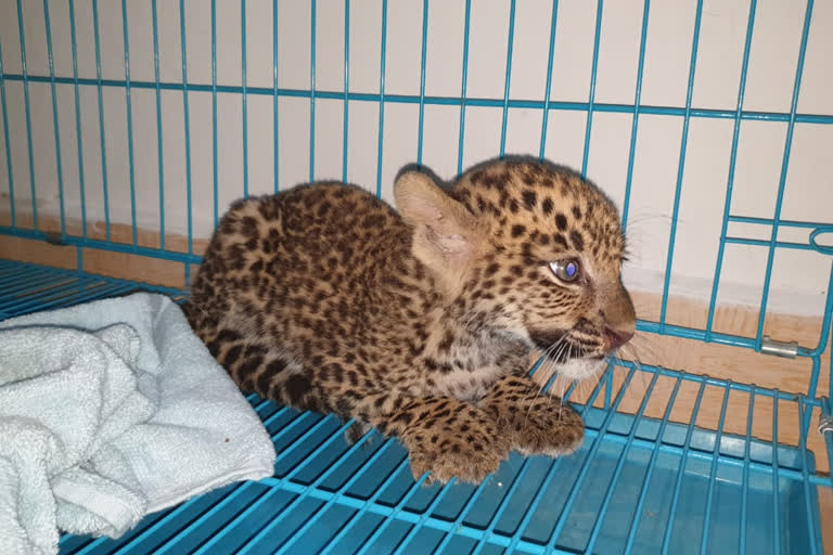 leopard cub