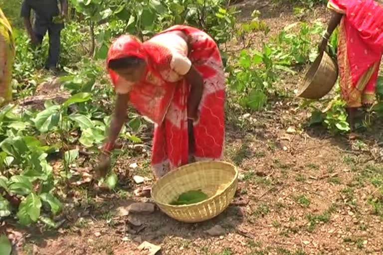 Tendu leaf collection work behind the target