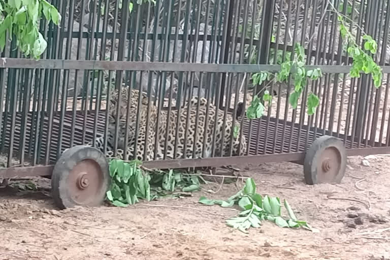 तेंदुआ , leopard