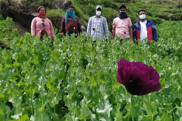 अफीम के डेढ़ लाख पौधे किए नष्ट