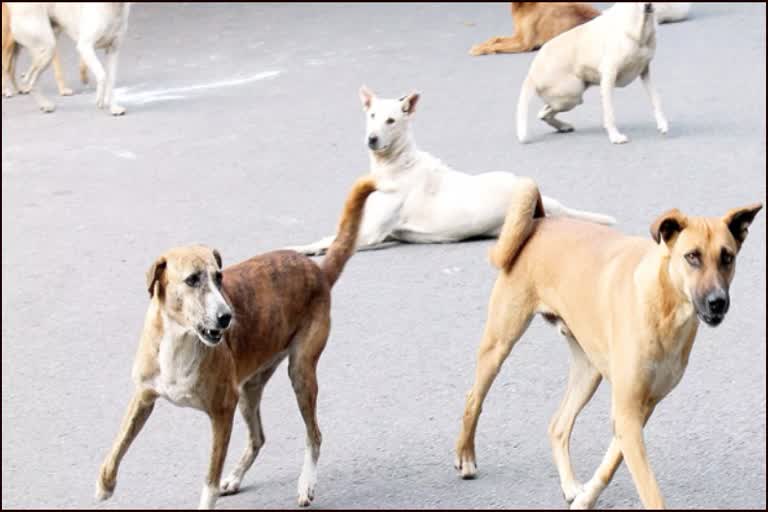 panipat street dogs killed boy